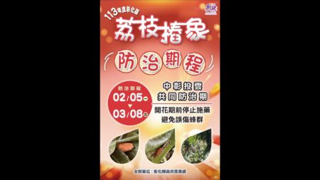 天氣回暖　荔枝椿象蠢動　彰化農業單位聯手制定防治