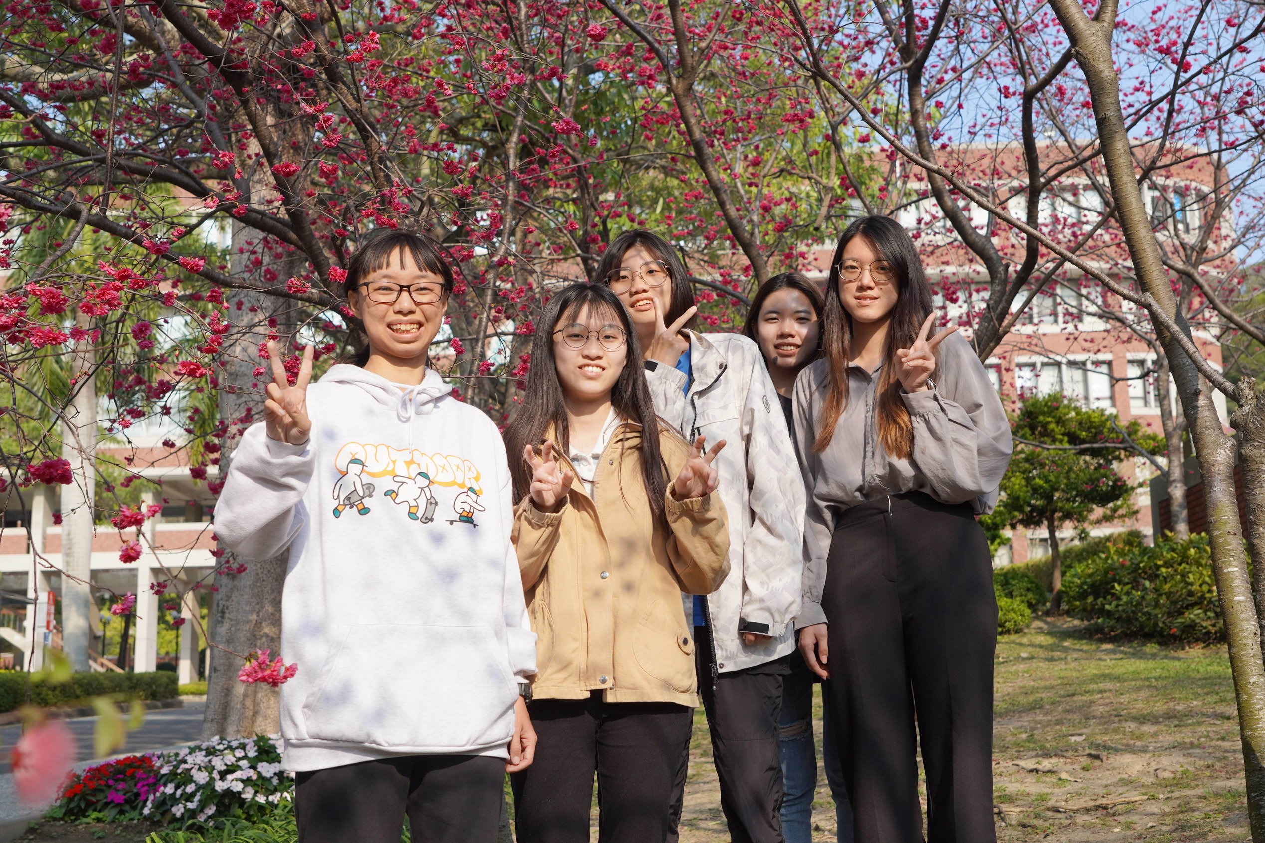 ▲大葉大學推動綠色校園，校園內種植超過1000棵櫻花，「大學道」櫻花近期陸續綻放粉色花海，歡迎民眾前來賞櫻。（記者張溎壕攝）