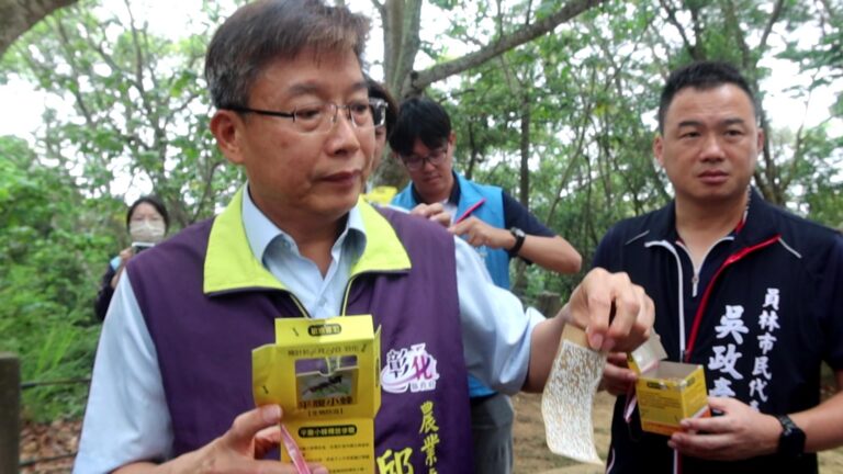 空戰!釋放平腹小蜂16萬大軍力克荔枝椿象 空戰!釋放平腹小蜂16萬大軍力克荔枝椿象