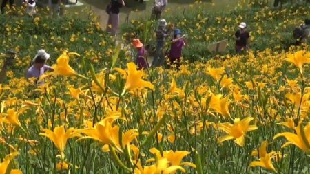 美麗之殤！花壇金針花海遭遊客踐踏損害花朵