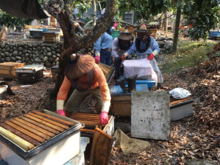 百年首遇　蜂蜜產量創新低　因氣候異常影響