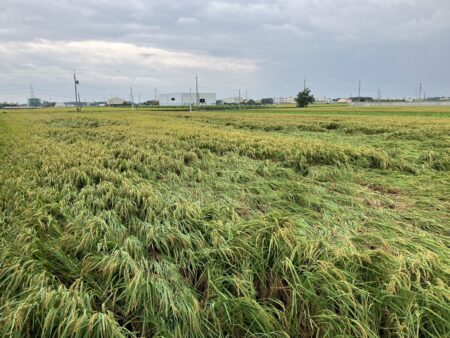 康芮颱風釀二成水稻倒伏　芭樂、柚子落果嚴重