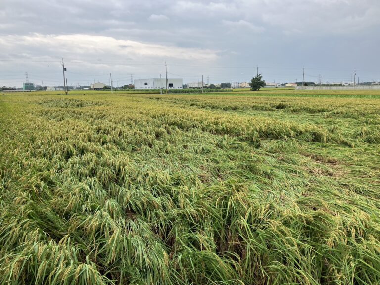 康芮颱風釀二成水稻倒伏　芭樂、柚子落果嚴重