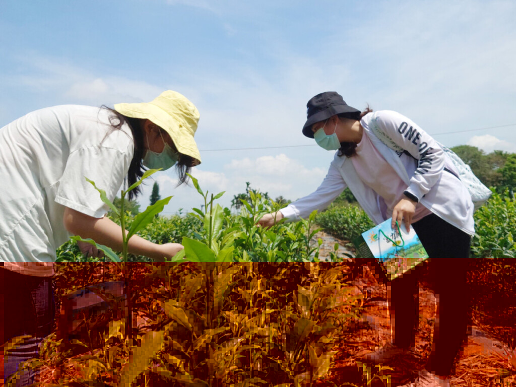 竹山好茶全球夢　大葉大學攜手邁(賣)向國際