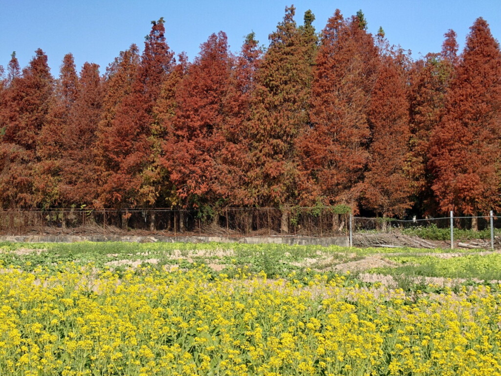 美的像幅畫！芬園鄉絕美秘境迎來花海盛景
