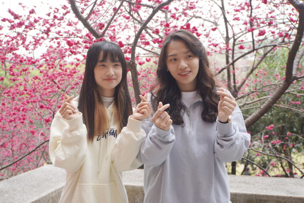 大葉大學千株櫻花盛開　 228連假開放民眾賞花