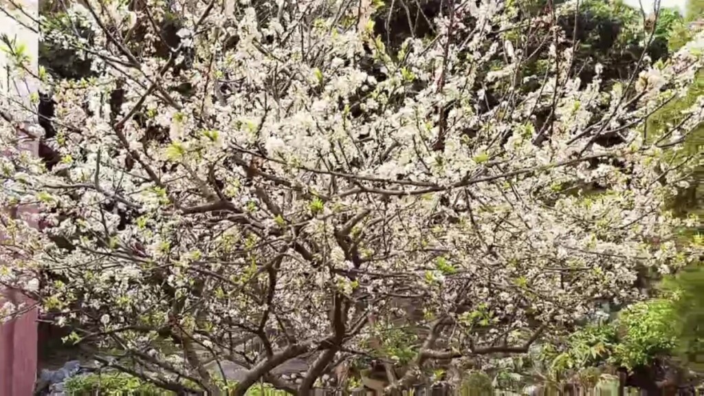 虎山巖李花大爆發　漫步花海如踏二月雪　