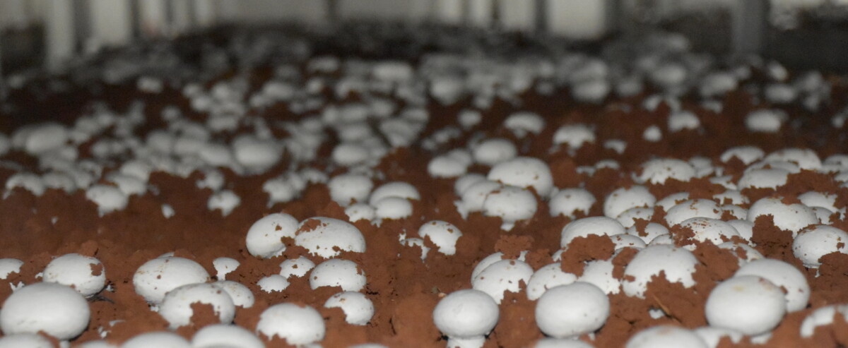 9252e0ce96d5f0a3ab82538a39bd44f5