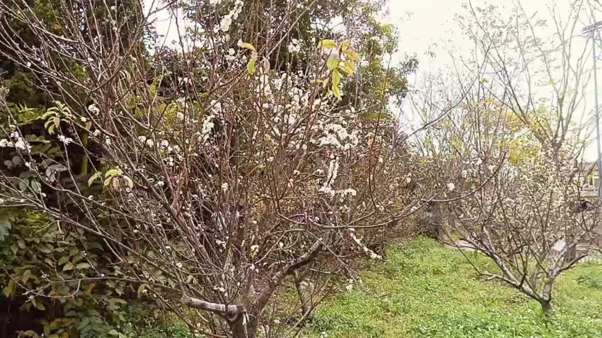 9928ccedc25db0d8fb4bc265f4351218