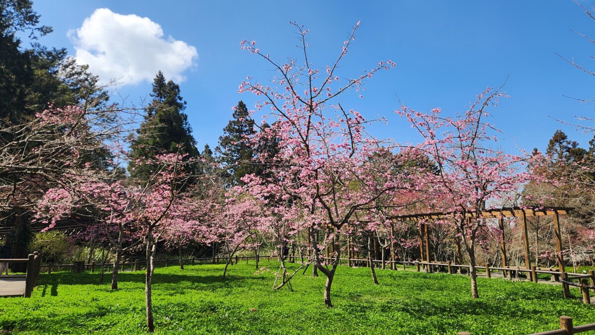 ▲阿里山櫻花正陸續綻放。（圖/嘉義分署提供）