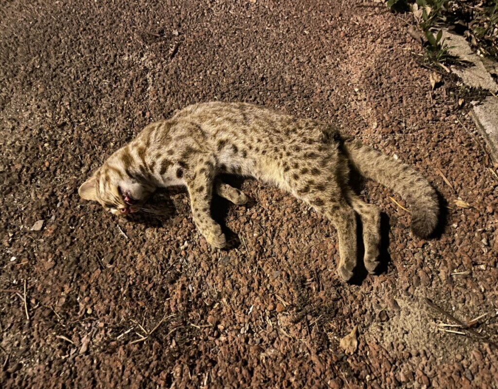 花壇東外環道路旁　驚見石虎慘遭爆頭「路殺」