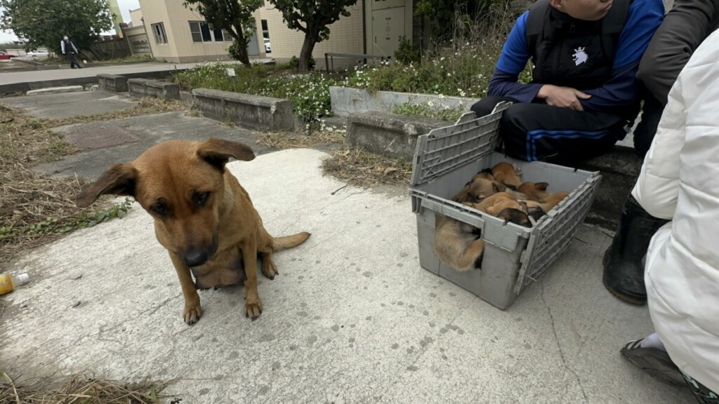 勇敢移工冒火海　移工英勇救出母犬與幼犬