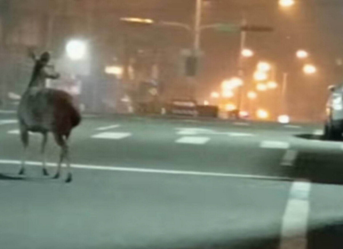 09bbc1a4d8cf3c37a3d3267af821b67b