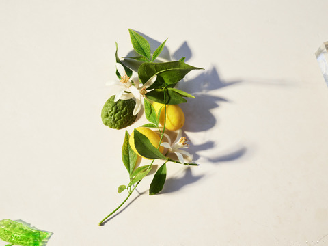 0e8bf226a90a9674b360f27f08b7ec24