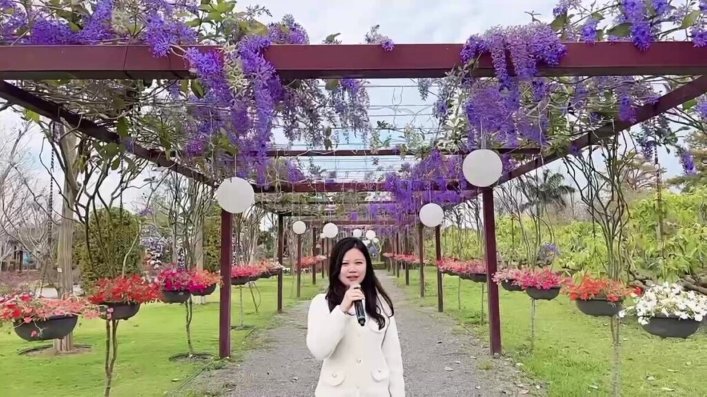 漫步紫色花廊　成美文化園許願藤花季美翻天