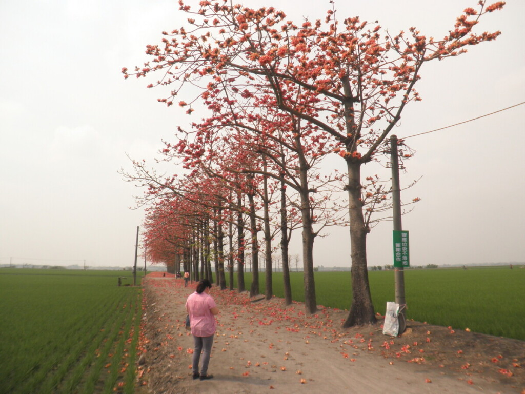 竹塘木棉花季活動開跑　冷氣團影響開花率延後