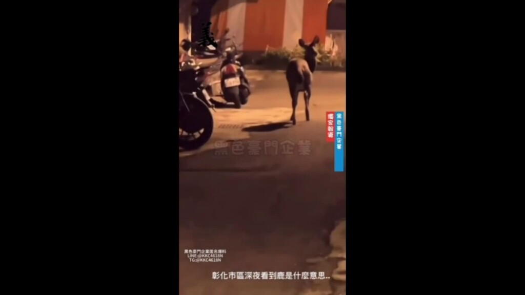 水鹿闖進彰化市區頻繁現身　民眾驚呼「沙小啊」