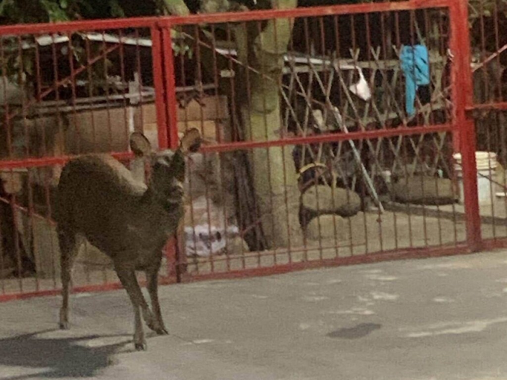 「迷路」了？水鹿誤闖民宅　驚險撞破圍籬逃脫