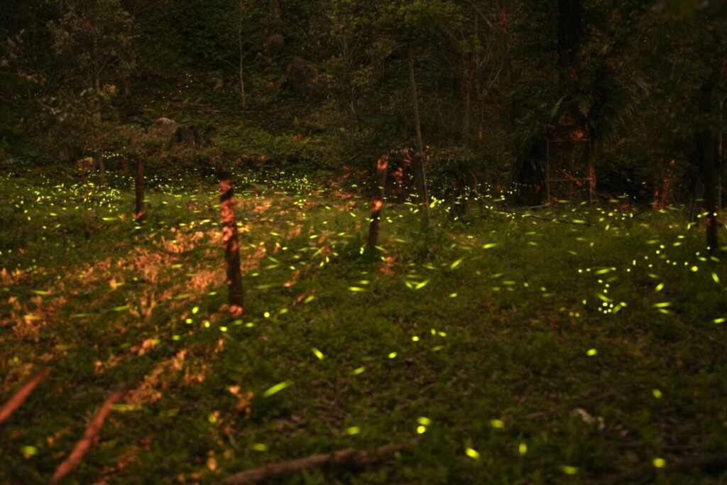 114全原運在高雄　部落推愛玉、咖啡、賞螢、泡湯遊程超吸睛