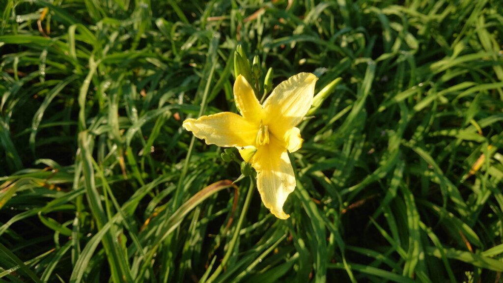 虎山巖金針花開花預測　4月中旬見首朵花