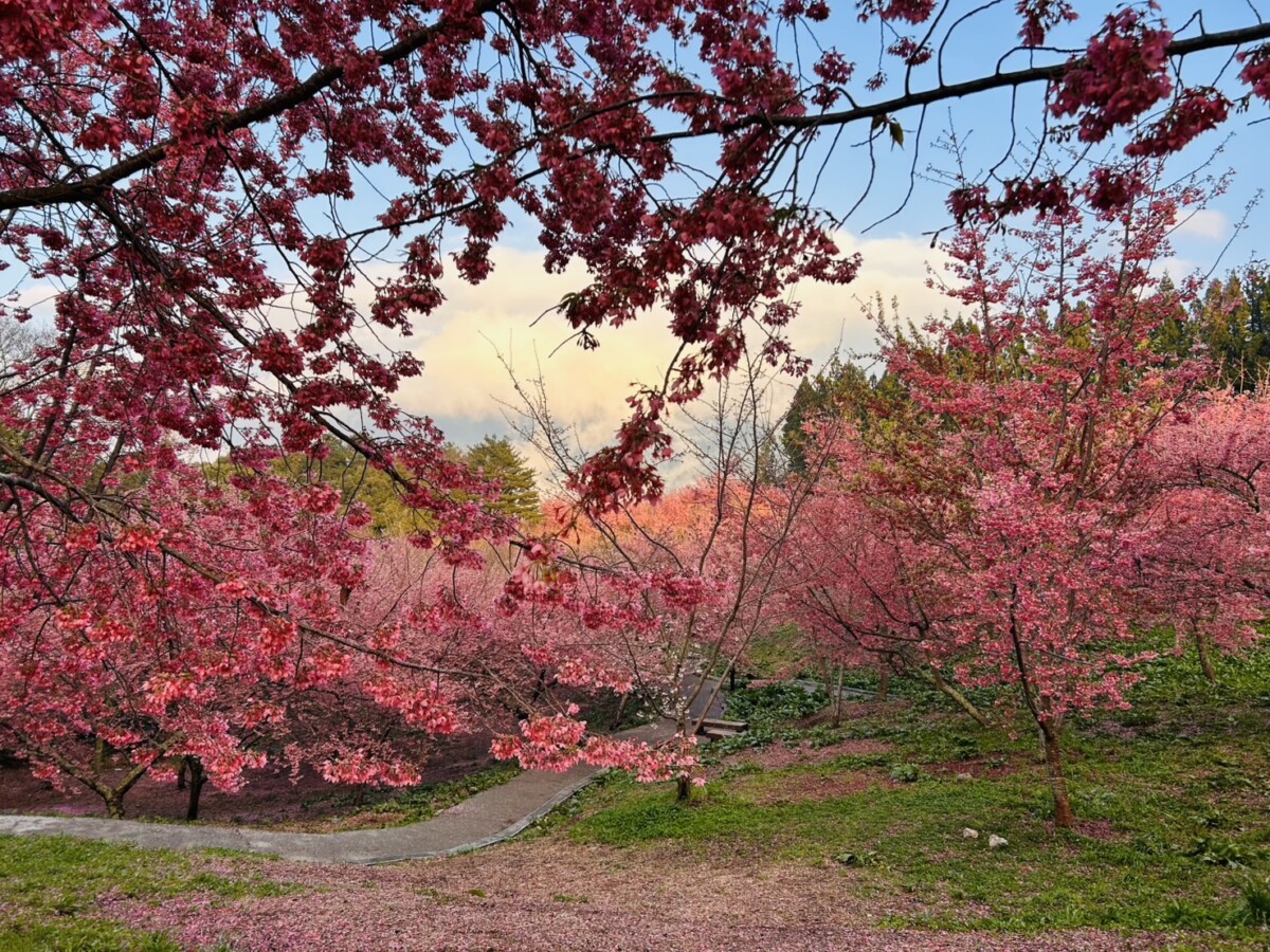 ▲福壽山農場千櫻園櫻花繽紛綻放。(圖/中市府提供)