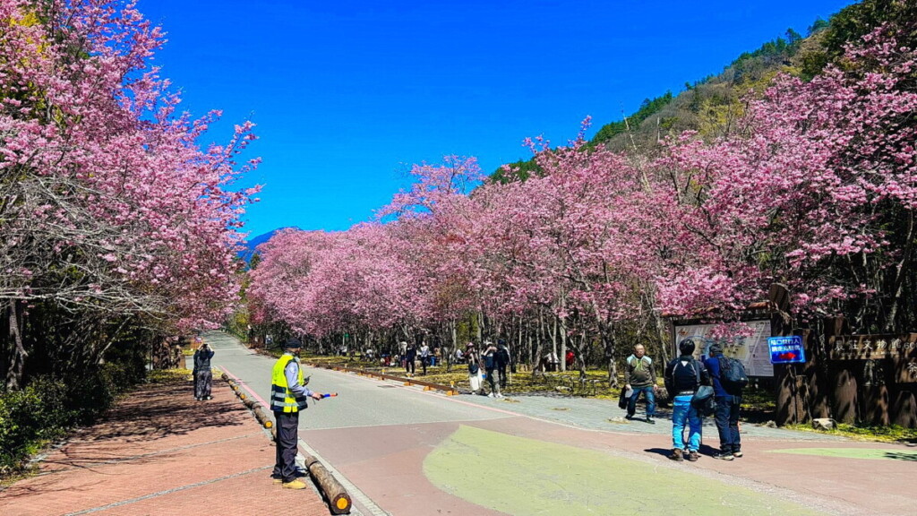 武陵農場櫻花季一生必去 熱血機車騎士手腳發麻直說不枉此生