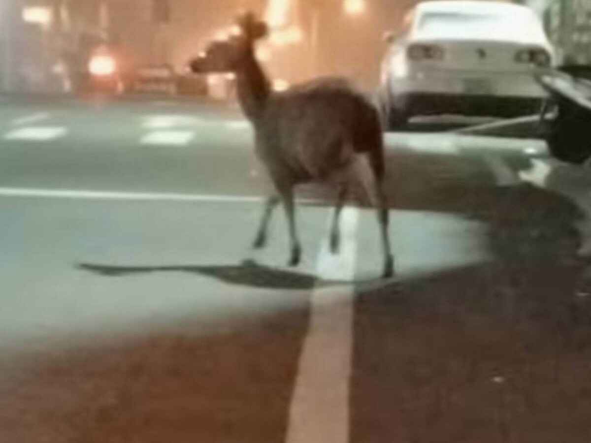 Db965797c7999266a642d2eb7c2a3981