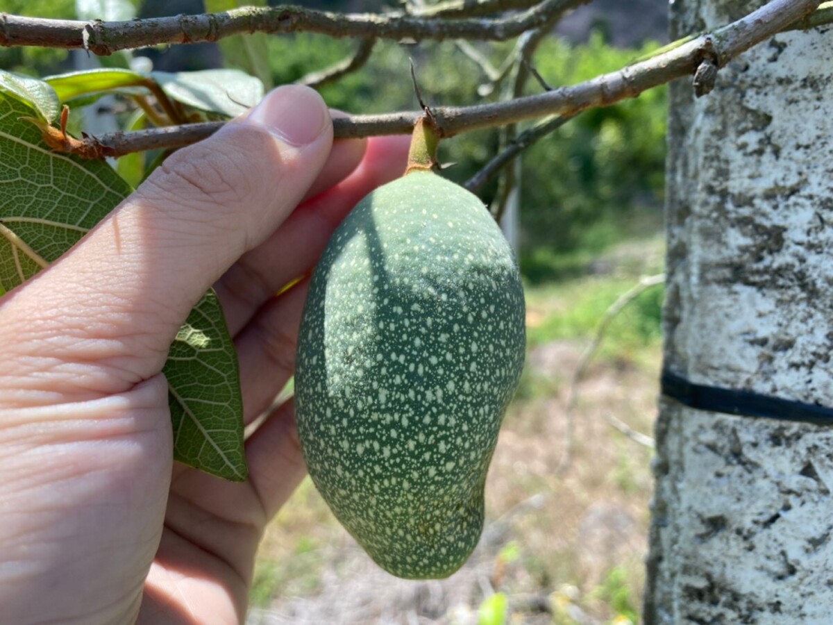 ▲生長在那瑪夏野生愛玉。(記者陳維鈞拍攝)