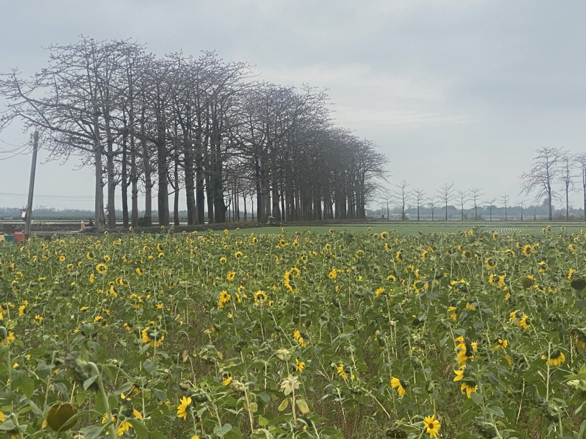 Ea3294e420f46bad3fd11db9801decfb