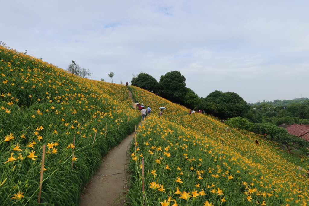 花海大揭密！彰化五大必遊花季景點帶你暢遊