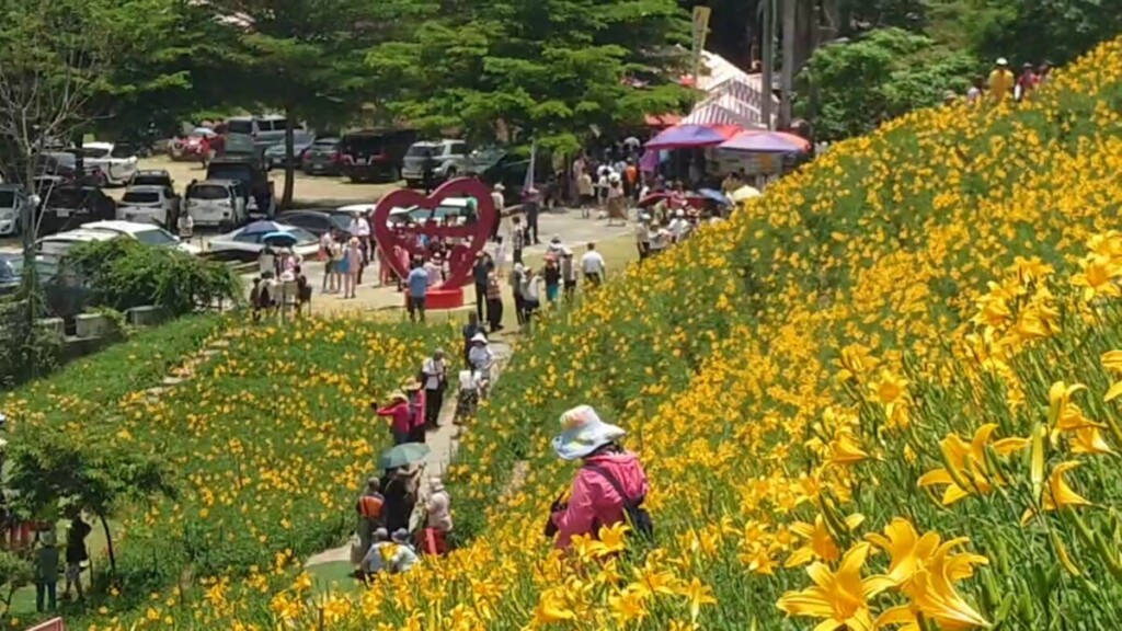 壯觀！花壇虎山巖金針花金黃色花海開滿山頭