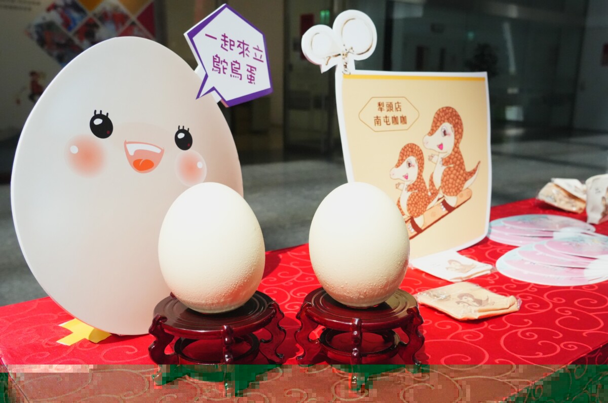▲活動當天參加駝鳥蛋立蛋優勝者，有機會將鴕鳥蛋帶回家。(圖/記者顏淑娟翻攝)