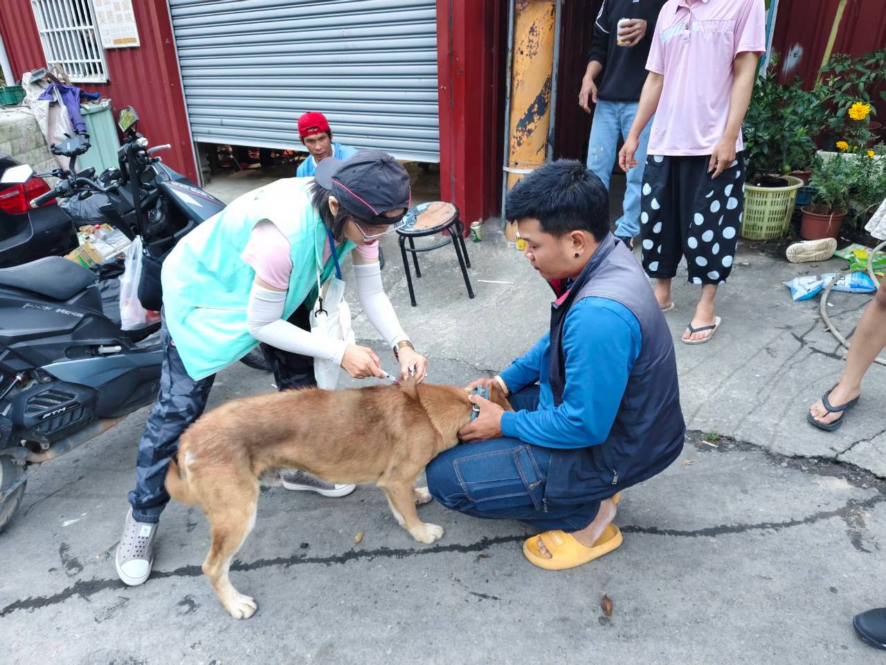 梨山動保防疫啟動   完成犬貓疫苗絕育管理