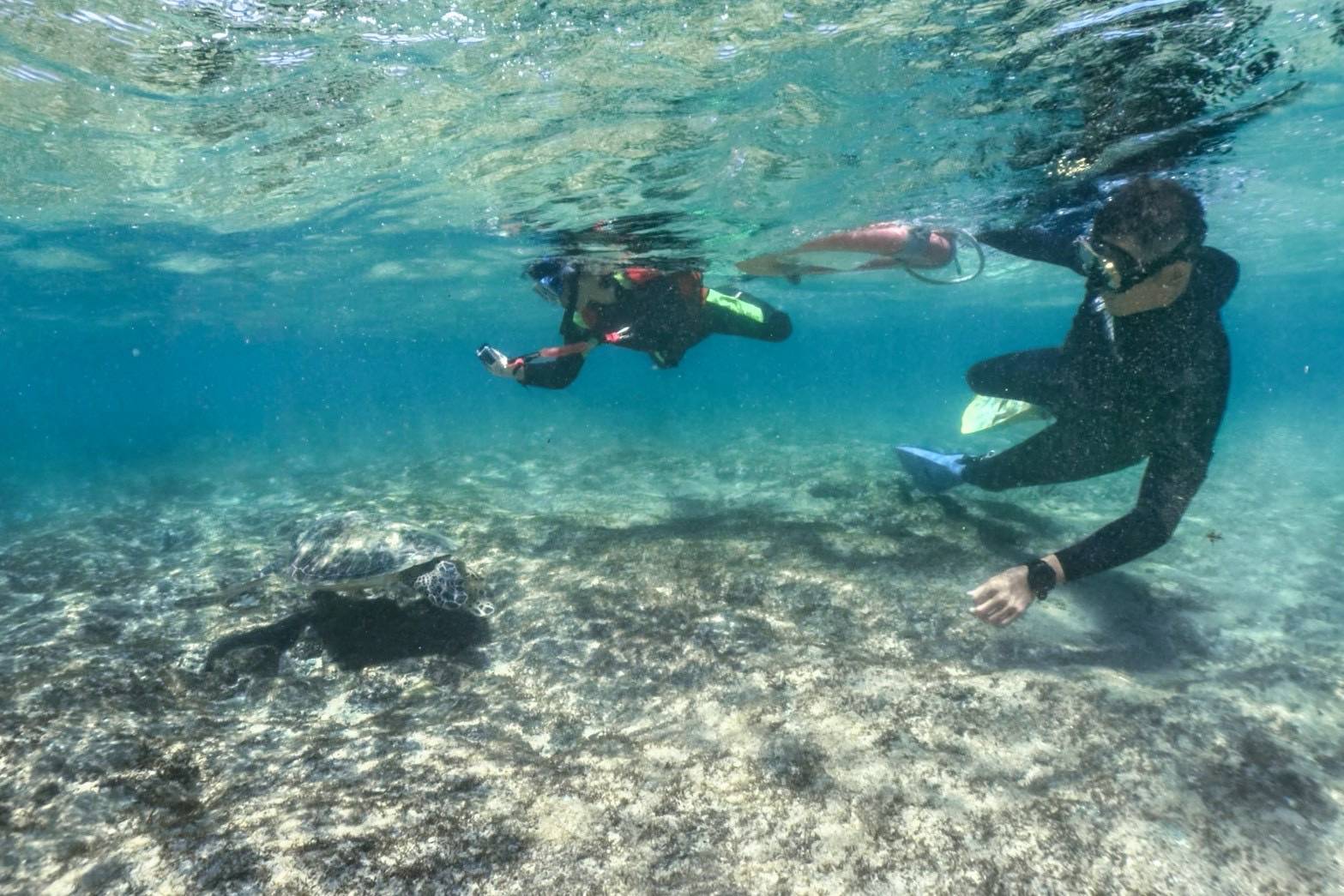 「臉部辨識海龜」 海保署攜手宏碁啟用TURTLE-FINDER AI辨識平台