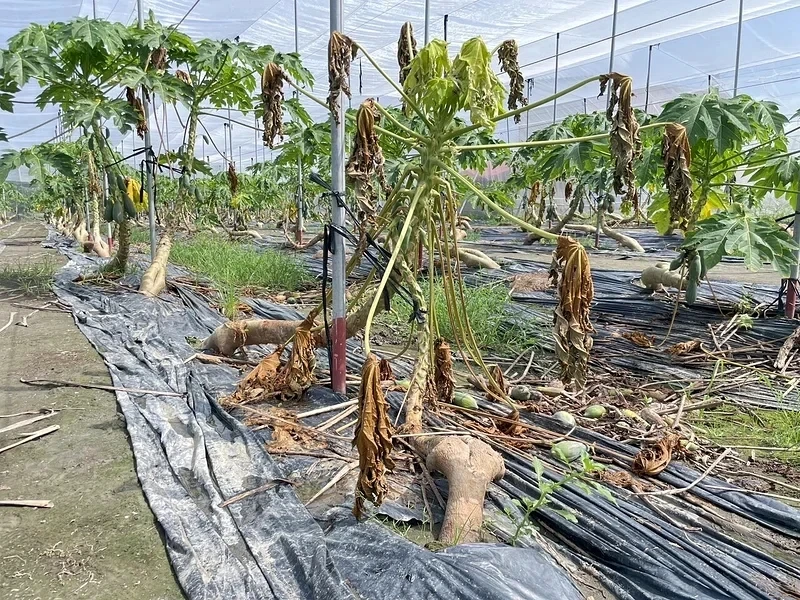 美濃木瓜遭豪雨連擊80公頃慘了！農民損失百萬恐無補助