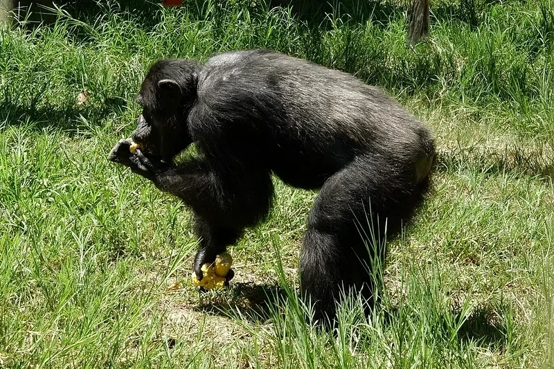 木柵動物園驚傳動物脫逃　黑猩猩撞開門集體出走　45分鐘驚險圍捕