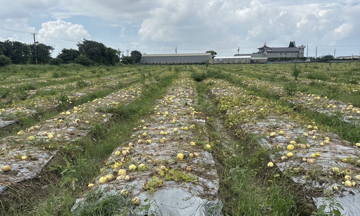彰化農田泡水成災　王惠美急向中央爭取現金救助