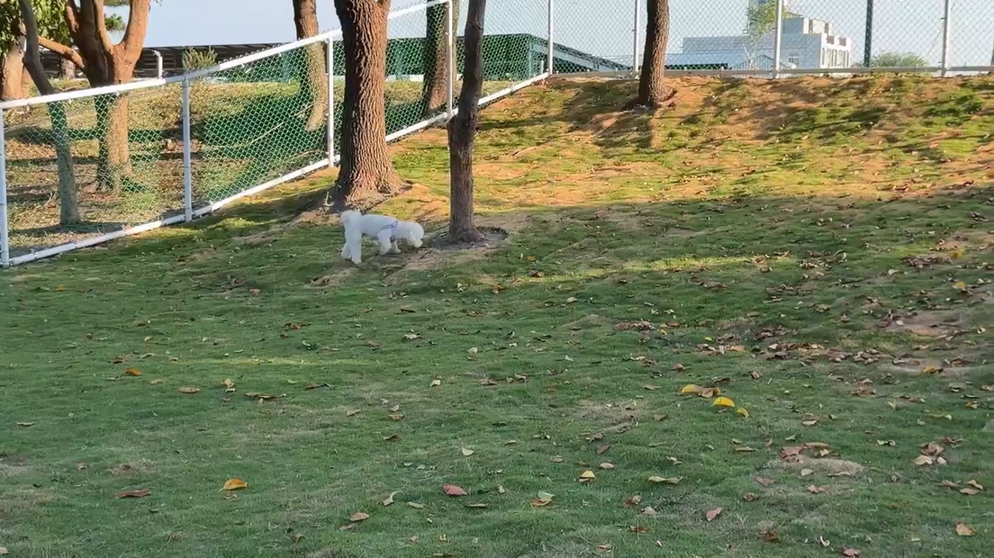 狗狗跑一跑突流血！秀水寵物公園草地藏碎玻璃