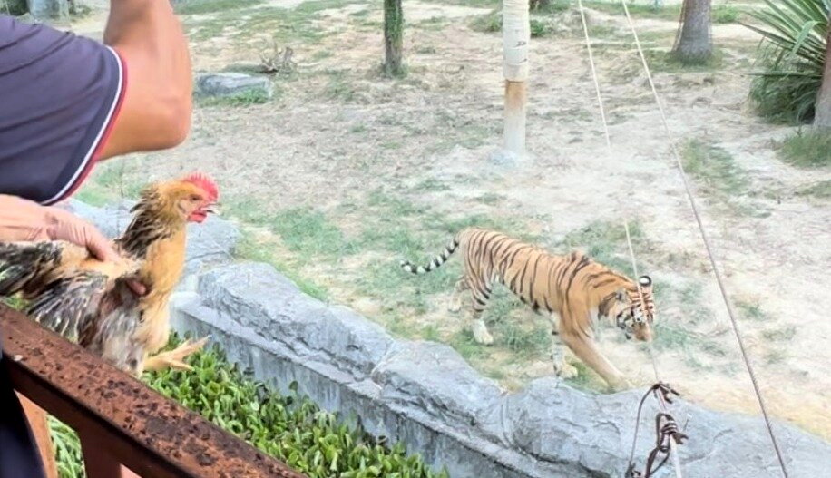 活雞被吊半空反覆逗猛獸　福建動物園投餵活動遭批太殘忍