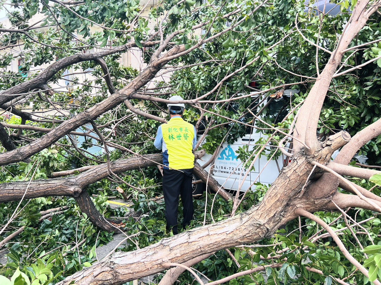 薔琵發威！彰化巨樹不敵強風倒塌　救護車被壓住