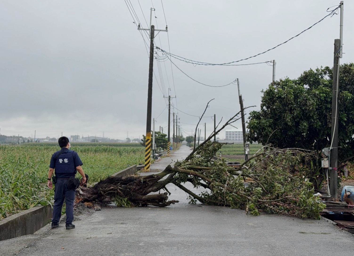 薔琵過境雲林災情未歇！路樹倒塌、電線垂落　北港警急排除